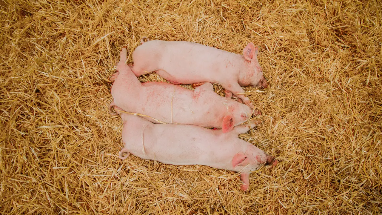 Babi