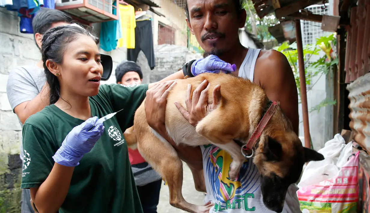 Dokter hewan dari Humane Society Internasional (HSI) menyuntikkan obat anti rabies pada anjing milik salah satu warga Payatas, Manila, Filipina, Selasa (26/9). Anggota HSI memberikan vaksin rabies gratis untuk hewan di Filipina. (AP Photo/Bullit Marquez)