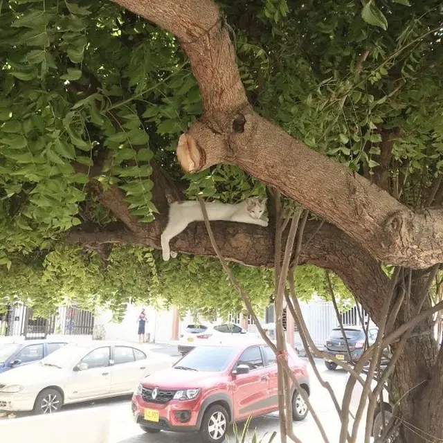 6 Potret Kucing Panjat Pohon Ini Ekspresi Lucu Banget