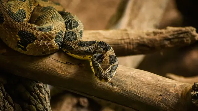 Arti Mimpi Melihat Ular