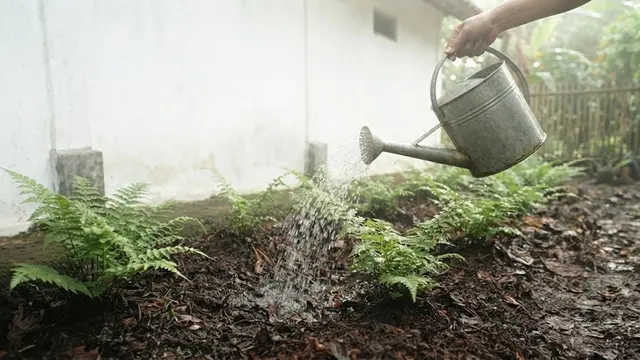Cara Menanam Pakis Sayur di Pekarangan Rumah