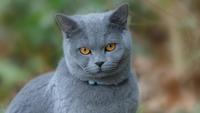 5 Beautiful and Fluffy Cat Breeds That Are Easy to Maintain For You!