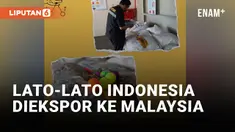 Gokil! Lato-lato Indonesia Diekspor ke Malaysia