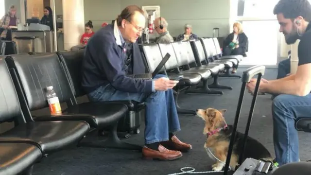 Seekor corgi bernama Cora menghampiri seorang pria asing yang baru saja ditinggal mati anjingnya.
