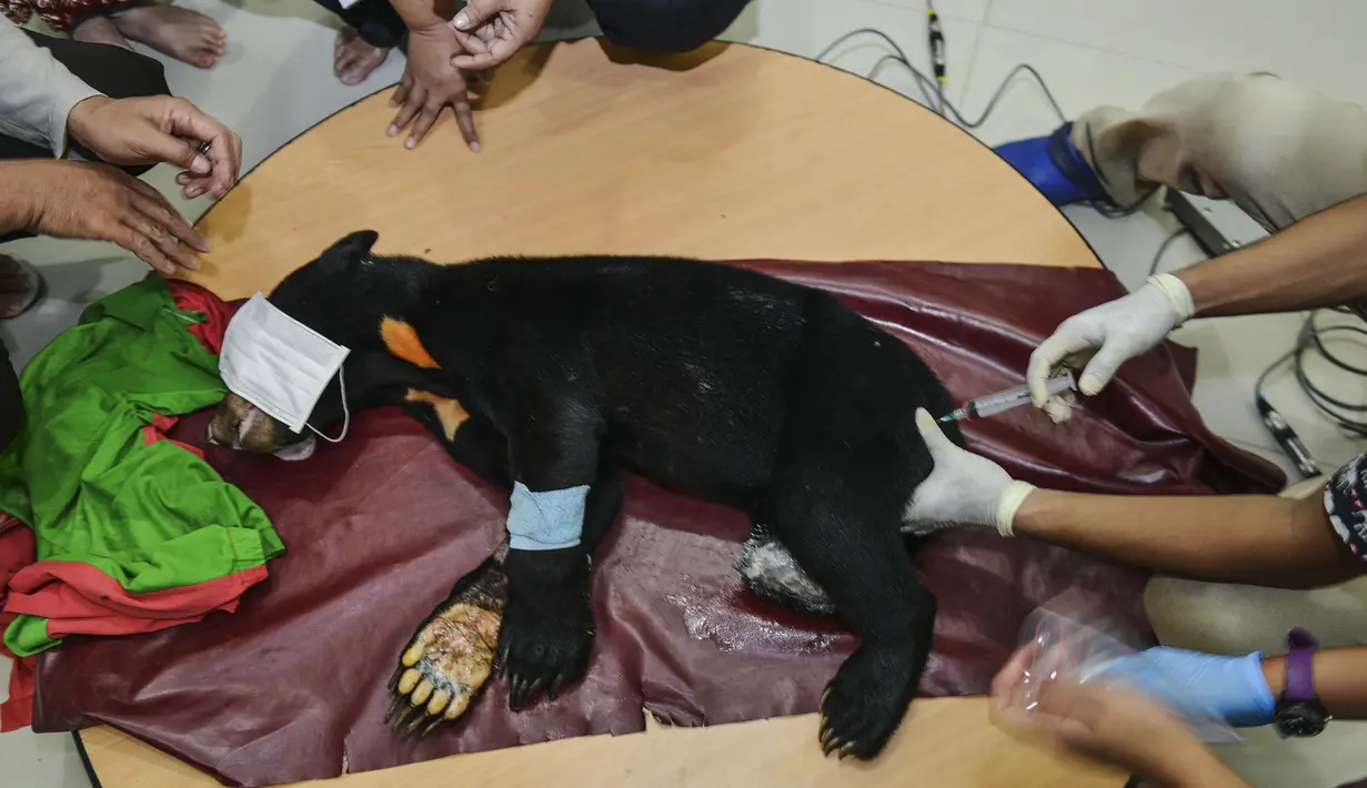 Dokter hewan dan mahasiswa mengobati kaki beruang madu setelah operasi amputasi di Banda Aceh (14/6/2019). Salah satu dari dua beruang madu yang terkena jerat babi di Kabupaten Aceh Barat Daya harus diamputasi kaki kanannya. (AFP Photo/Chaideer Mahyuddin)