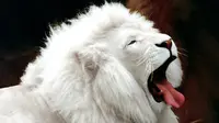 Ternyata 3 Jenis Hewan Ini pun Ada yang Albino