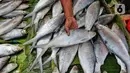 Ikan bandeng yang di jual terlihat di Rawa Belong, Jakarta, Jumat (20/1/2023). Penjual bandeng musiman ini menjual daganganya jelang perayaan Imlek yang dijual dengan harga mulai dari Rp. 50.000 hingga Rp. 90.000 per kilonya. (Liputan6.com/Angga Yuniar)