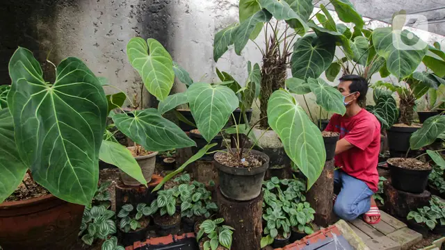 BUDI DAYA TANAMAN HIAS DI TANGERANG