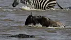 Seekor buaya tampak mendekati seekor Wildebeest saat menyebrang sungai di Masai Mara, Kenya (1/9/2015). Ratusan Wildebeest melakukan migrasi dari Serengeti ke Masai Mara untuk menemukan padang rumput selama musim kering di Kenya. (AFP Photo/Carl De Souza)