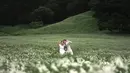 Pemotretan tersebut begitu indah dengan latar belakang padang rumput yang hijau. Membuat foto prewedding tersebut begitu romantis.  [Twitter/@rachellyahya]