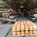 Kementan Patok Harga Telur, SPPG Wajib Beli Rp 26.500 per Kg