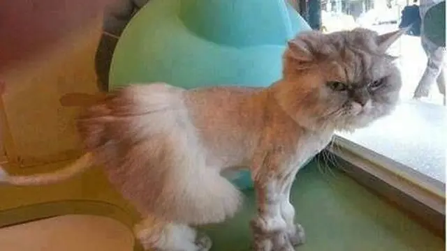 8 Potret Kucing Dicukur Bulunya, Penampilannya Bikin Kasihan