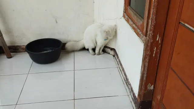 6 Pose Absurd Kucing Saat di Litter Box Ini Kerap Bikin Tepuk Jidat