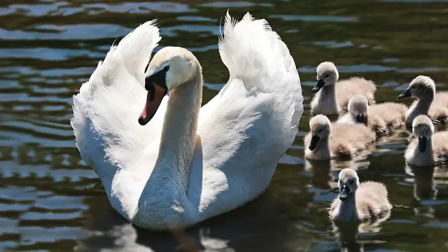 Potret hewan angsa yang jadi simbol cinta (Pixabay)