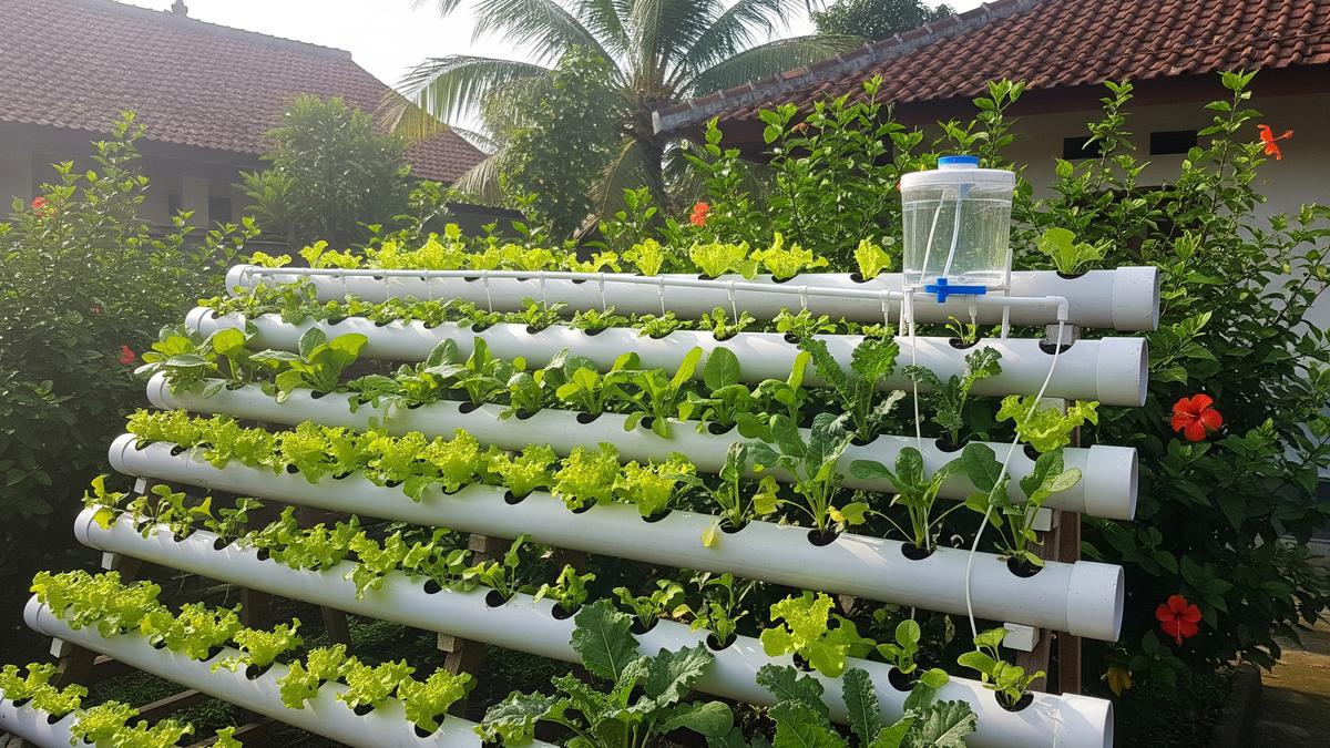 7 Ide Kebun Mini Sayuran Daun dengan Pengairan Otomatis Tanpa Listrik, Ketahui Tipsnya untuk Pemula