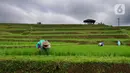Aktivitas petani di sela tanaman padi jenis IR64 di Jatiluwih, Tabanan, Bali, Minggu (5/9/2021). Seiring berakhirnya masa panen dan memasuki masa tanam padi, Badan Pusat Statistik (BPS) mencatat harga beras semua kualitas terjadi kenaikan pada Agustus 2021. (merdeka.com/Arie Basuki)