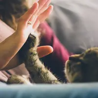 Momen anak dengan kucing buat haru semua mata yang melihat (pexels.com/Snapwire)