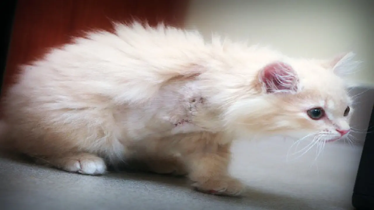 Anak Kucing Diamputasi Gara-gara Dilempar dari Mobil