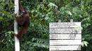 Seekor orang utan sedang memanjat pohon di Taman Nasional Tanjung Puting, Kalimantan Tengah, pada Selasa (16/6/2015). PBB memprediksi dalam dua dekade mendatang orang utan akan punah jika penggundulan hutan terus berlanjut. (REUTERS/Darren Whiteside)
