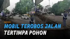 Sebuah mobil tertimpa pohon di jalan padahal sudah diingatkan.