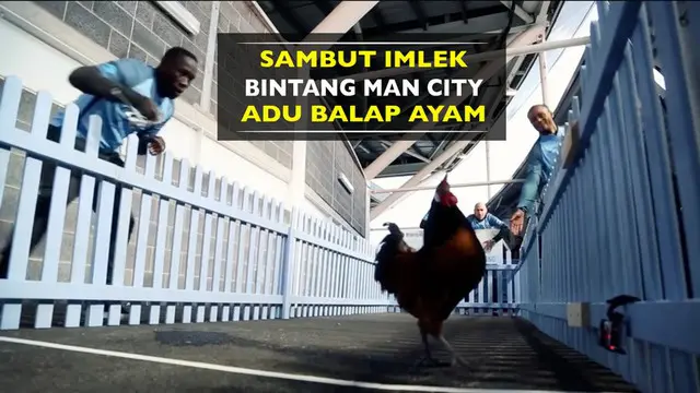 Menyambut tahun baru Imlek 2017, pemain Manchester City mengadakan adu balap ayam.