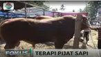 Tidak hanya pemijatan, pedagang juga memberikan pakan tambahan dengan ramuan bekatul, ampas tahu, dan  garam.