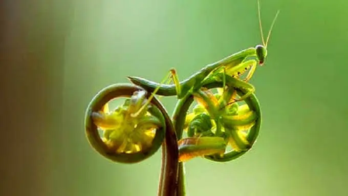 5 Hewan yang Pintar Berkamuflase 