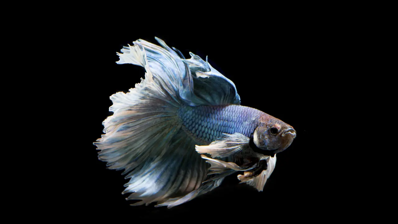 Jenis Ikan Cupang yang Mahal