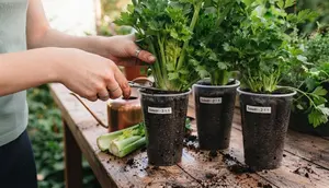 Cara Menanam Seledri di Cup Plastik Bekas dengan Metode Bonggol, 6 Langkah Mudah Panen Berkali-kali