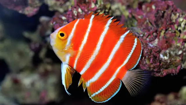 5 Jenis Ikan Tropis Termahal, Harganya Sampai Miliaran
