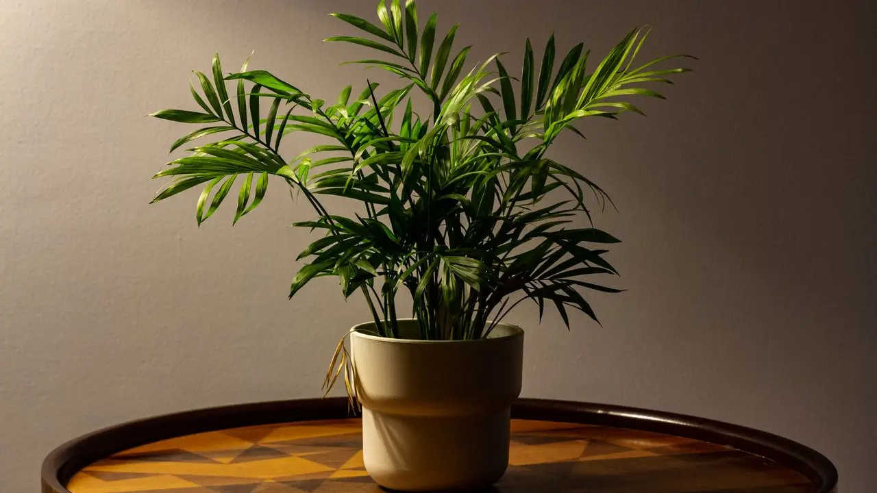 Tanaman Hias Parlor Palm (Chamaedorea elegans)