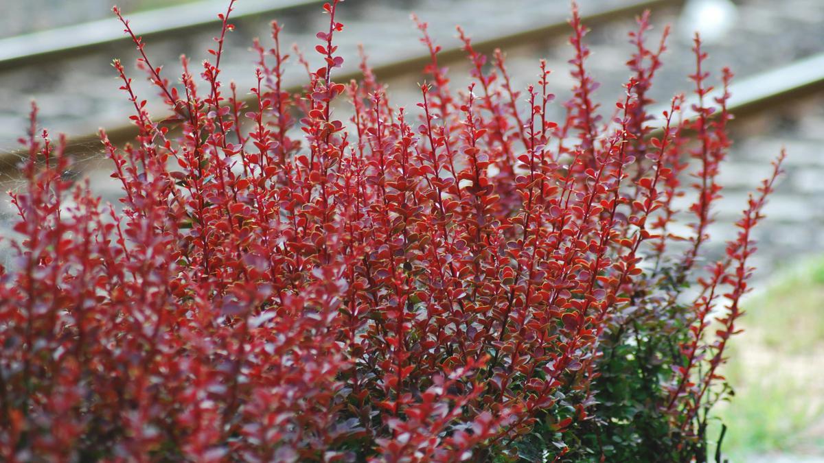 5 Tanaman Semak Minim Perawatan, Cocok untuk Mempercantik Taman Tanpa Ribet