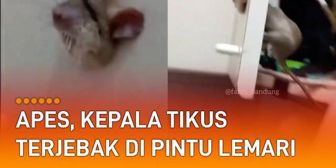 VIDEO: Apes, Kepala Tikus Terjebak di Pintu Lemari