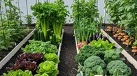 8 Ide Kebun Mini Ramah Diabetes di Rumah, Dukung Hidup Sehat dan Produktif