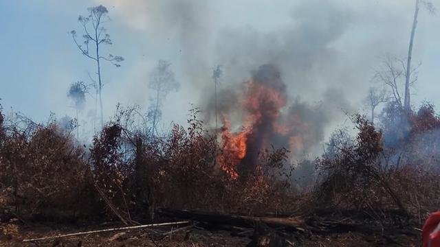Lahan gambut ditumbuhi semak-semak masih membara di Pulau Rupat