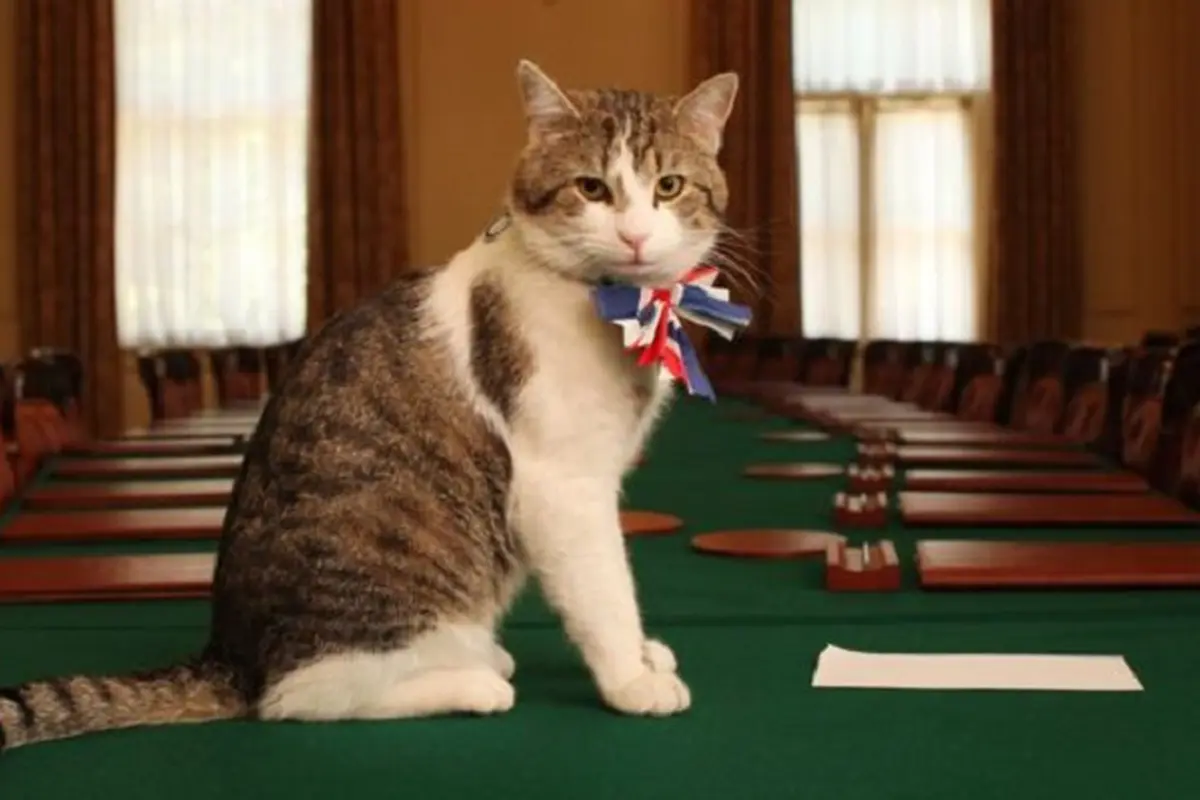 Larry, kucing 'PNS' yang menjabat sebagai Kepala Pemburu Tikus di Downing Street 10