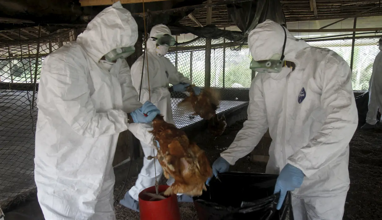 Petugas membuang ayam yang mati terkena wabah virus flu burung, di peternakan di desa Modeste, Pantai Gading, Afrika Barat, Jumat (14/8/2015). Pemerintah setempat mengumumkan bahwa virus H5N1 telah menyebar ke tiga wilayah di negaranya.(REUTERS/Luc Gnago)