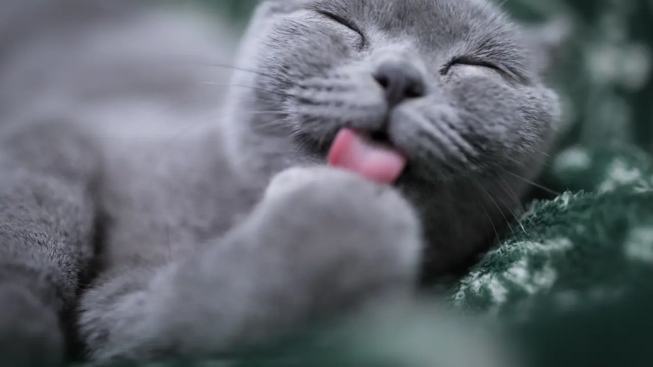 ilustrasi kucing jilat mandi