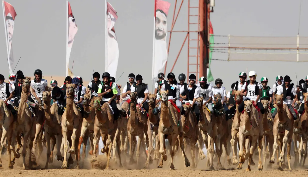 Sejumlah joki menunggangi untanya saat mengikuti lomba balap unta di festival unta Sheikh Sultan Bin Zayed al-Nahyan di arena pacuan shweihan di al-Ain di pinggiran Abu Dhabi (2/2). (AFP Photo/Karim Sahib)
