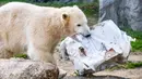 Beruang kutub "Nanook" membawa paket yang diberikan kepada Nanook untuk ulang tahun pertamanya di kebun binatang di Gelsenkirchen, Jerman barat (4/12). (AFP Photo/dpa/Marcel Kusch)