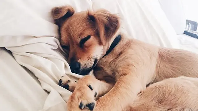 Anda Dianjurkan Tidur dengan Anjing Peliharaan, Mengapa?