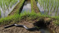 4 Jenis Ular Pemakan Siput, Baik untuk Sawah dan Ramah Lingkungan