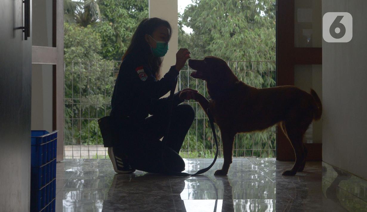 Pelatih K9 wanita Nina Herlina melatih seekor anjing di Markas Komando K9 BNN, Selasa (8/3/2022). Dalam rangka Hari Perempuan Sedunia, BNN terus meningkatkan kemampuan para pelatih khususnya perempuan dan kemampuan hewan. (merdeka.com/Imam Buhori)