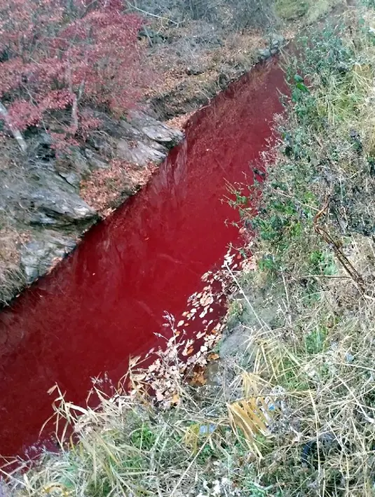 Gambar yang diambil pada 10 November 2019, sebuah sungai berwarna merah akibat tercemar darah babi di dekat perbatasan Korea Selatan-Korea Utara. Pihak berwenang Korsel telah memusnahkan 47.000 babi untuk menghentikan penyebaran demam babi Afrika (ASF). (Yeoncheon Imjin River Civic Network/AFP)