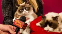 Grumpy Cat--Kucing Penggerutu merupakan kucing yang ikonik, sampai-sampai dibuatkan patung lilinnya, yang juga istimewa.