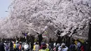 Para pengunjung yang mengenakan masker berjalan di bawah bunga sakura yang mekar penuh di Seoul, Korea Selatan, 10 April 2022. (AP Photo/Lee Jin-man)