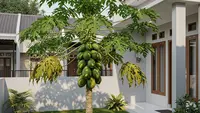 9 Jenis Pohon Pepaya yang Tidak Merusak Pondasi Rumah, Aman dan Mudah Dirawat