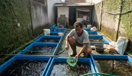 8 Jenis Ikan Air Tawar yang Cocok untuk Daerah yang Sering Kekurangan Air, Berpotensi Menguntungkan