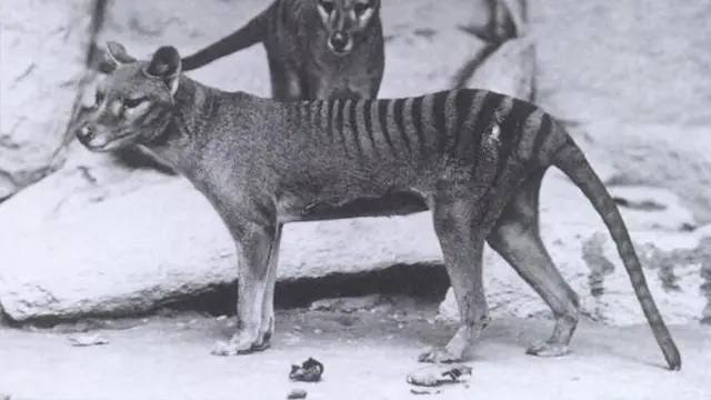 Tasmanian Tiger