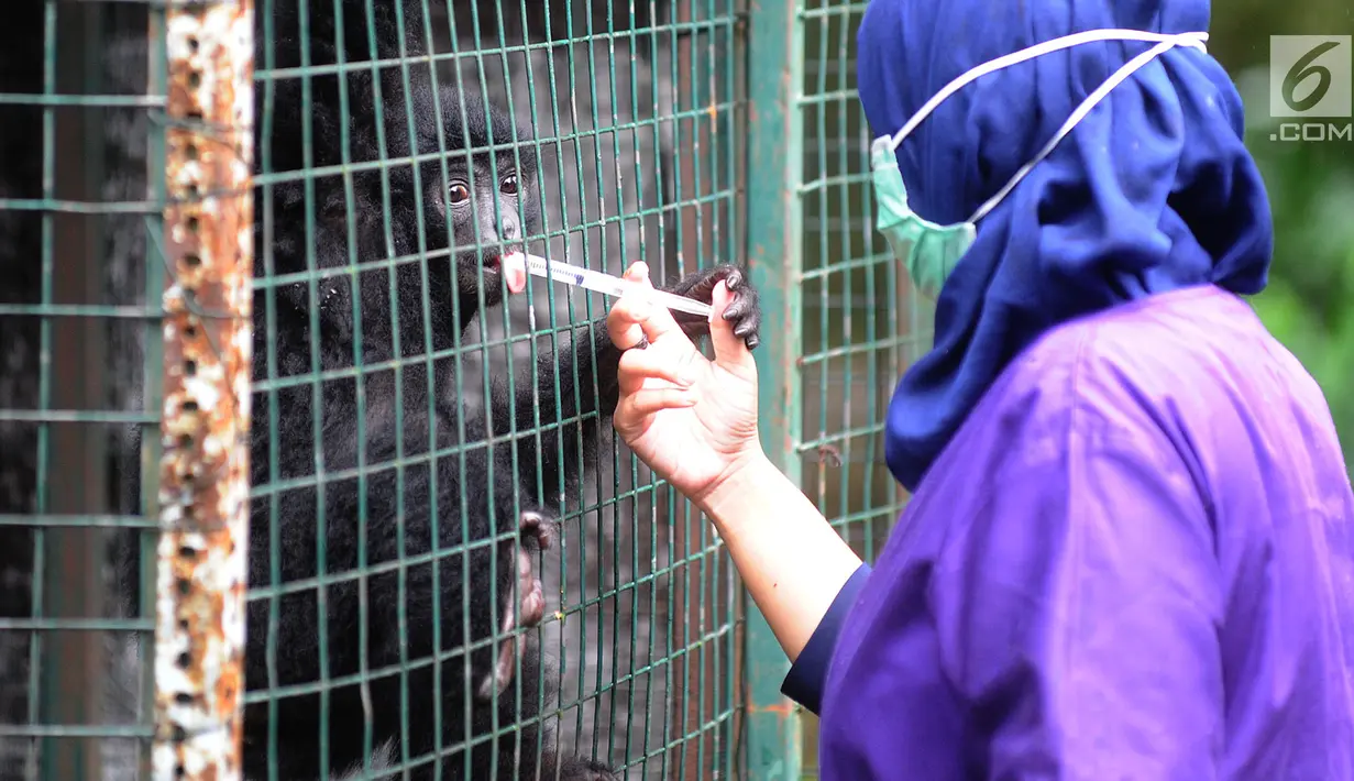 Dokter hewan yang juga aktivis Animal Sanctuary Trust Indonesia (ASTI)  memberi vitamin ke Siamang (Symphalangus syndactylus) yang merupakan hasil sitaan dari warga di tempat Pusat Transit Satwa Gadog ASTi, Bogor, Senin (11/3). (merdeka.com/arie basuki)